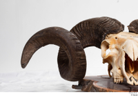  Skull Mouflon Ovis orientalis head horns skull 0008.jpg